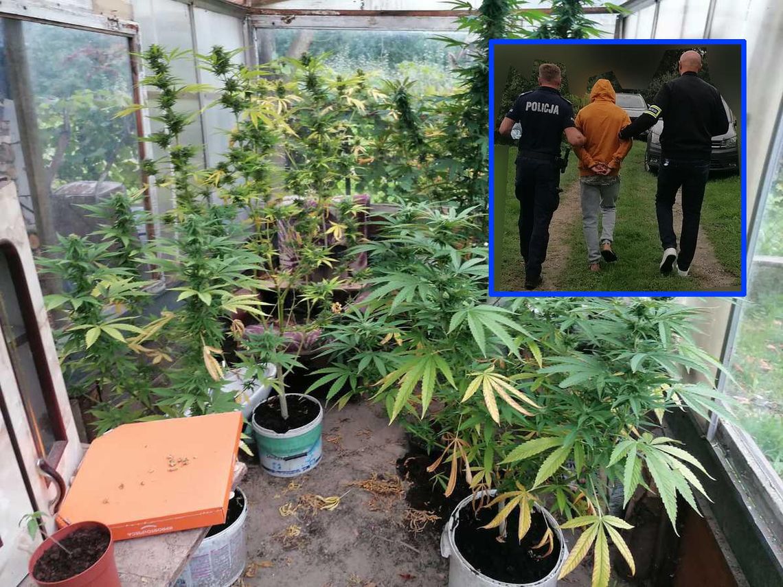 27-latek był w trakcie zbiorów konopi. Miał 41 krzewów i ponad 3 kg suszu w trakcie porcjowania