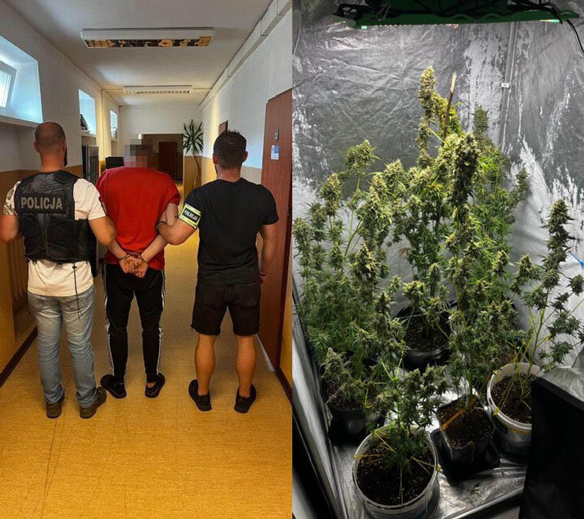 28-latek zamienił pokój w plantację zioła. Ustawił specjalny namiot, plony przerabiał na susz