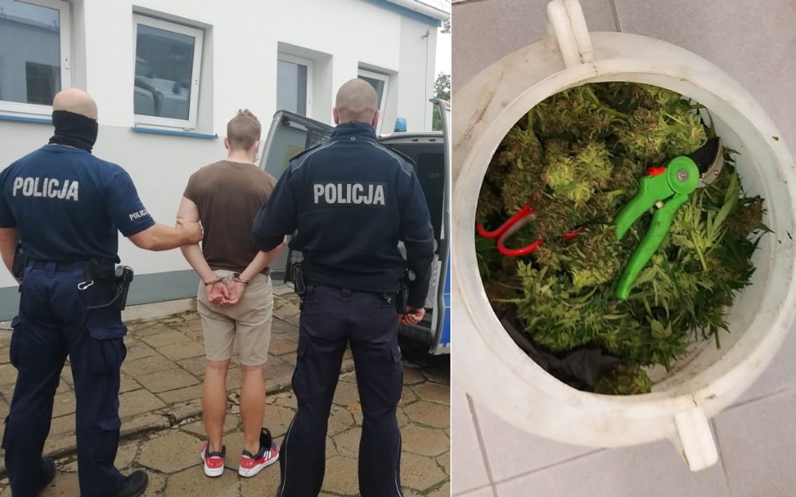 29-latek miał 2,5 kg marihuany. Kryminalni dotarli też do jego plantacji konopi