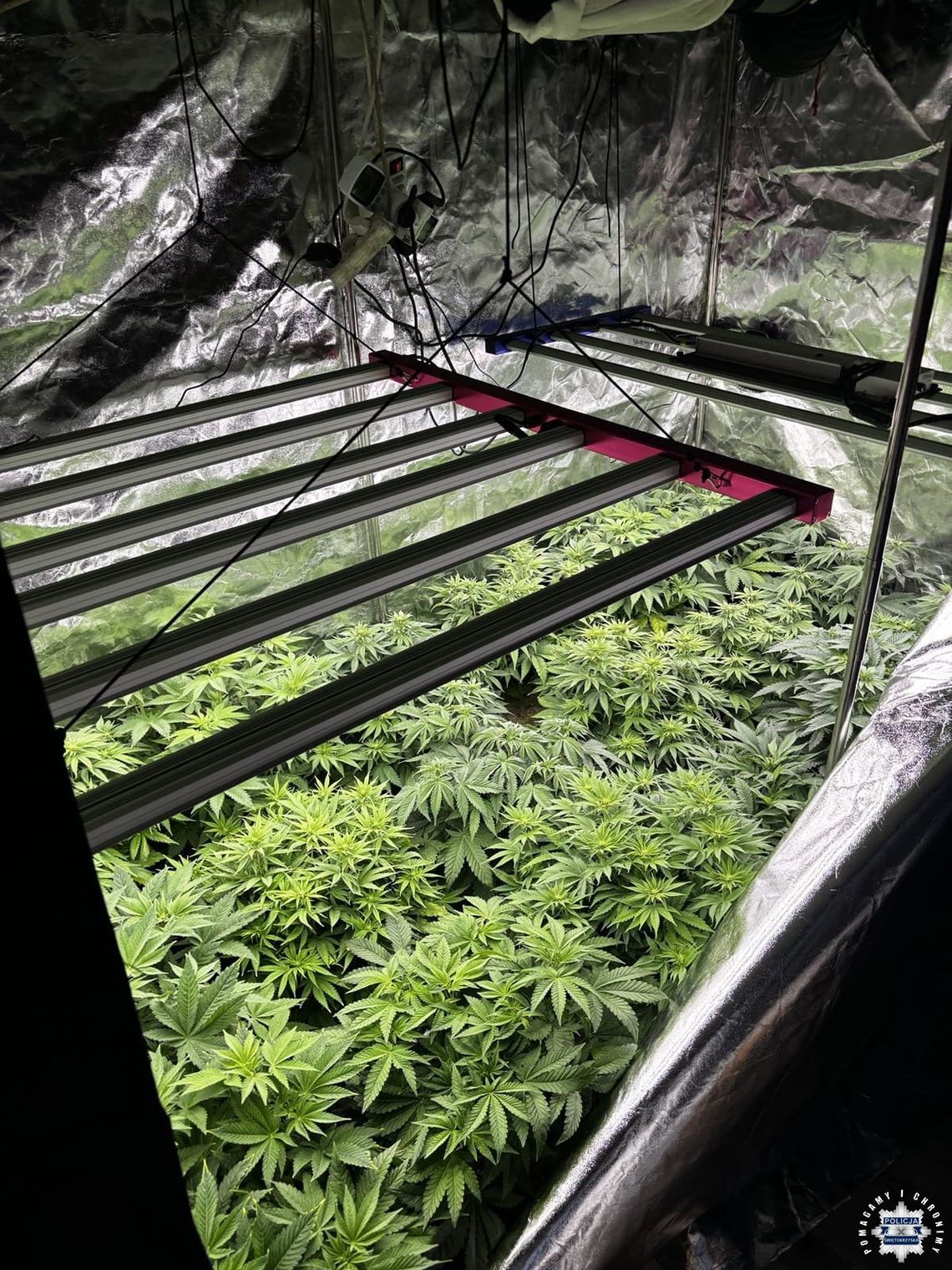 30-latek miał w pokoju plantację konopi indyjskich. Policjanci musieli go obezwładnić, aby wejść do środka