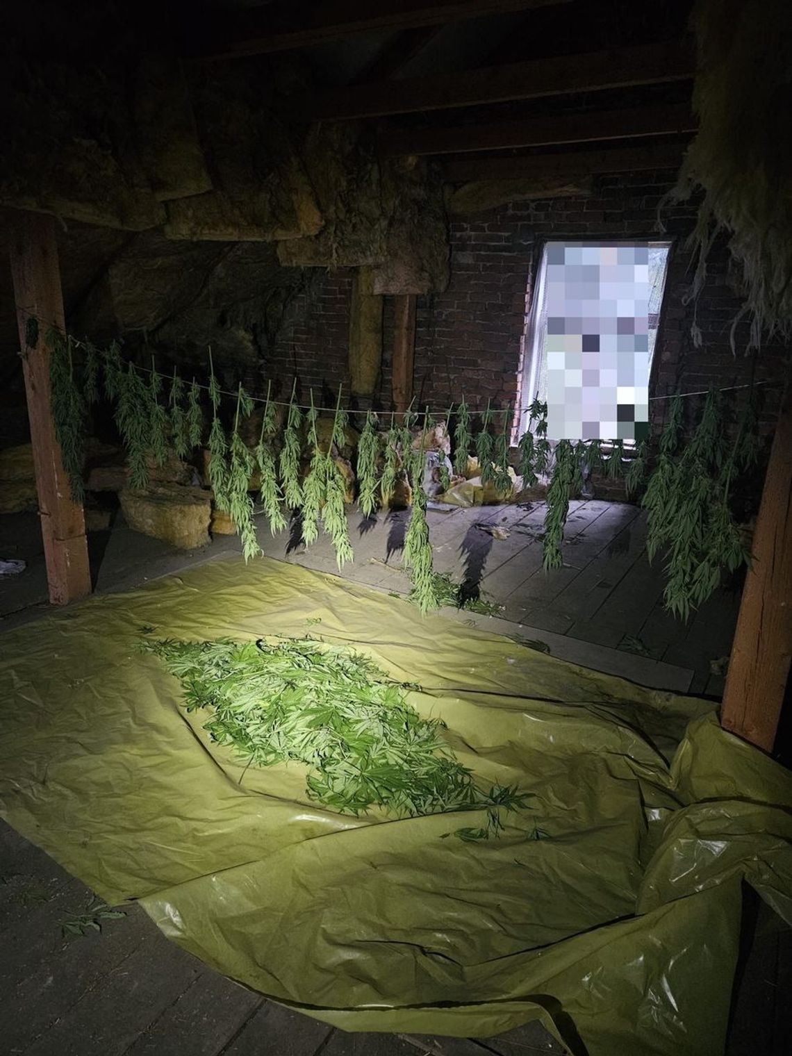 31-latek miał własną suszarnię konopi i blisko cztery kilogramy gotowej marihuany