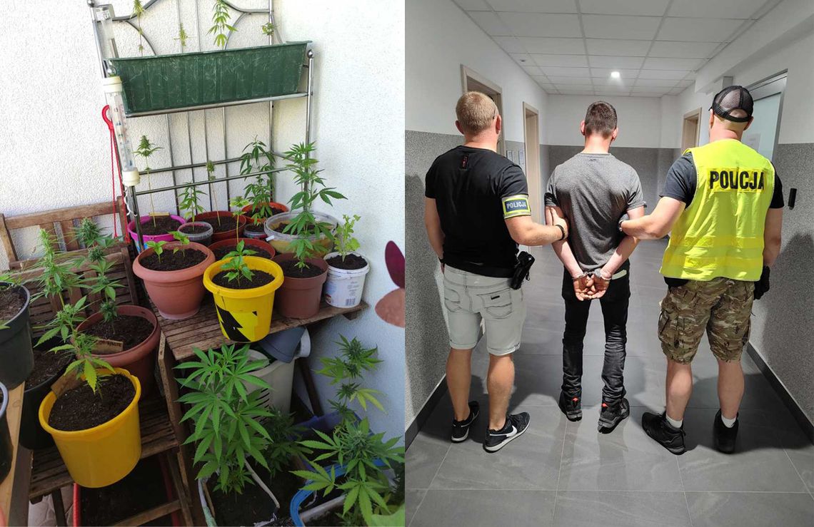 35-latek założył ogródek na balkonie. Policja się dowiedziała. Miał 20 krzewów zioła w różnej fazie wzrostu