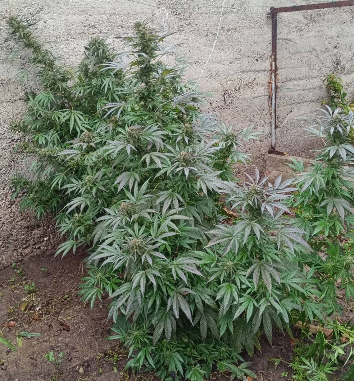 35-latek zatrzymany za uprawę konopi. Na jego posesji policjanci znaleźli dziesięć krzewów