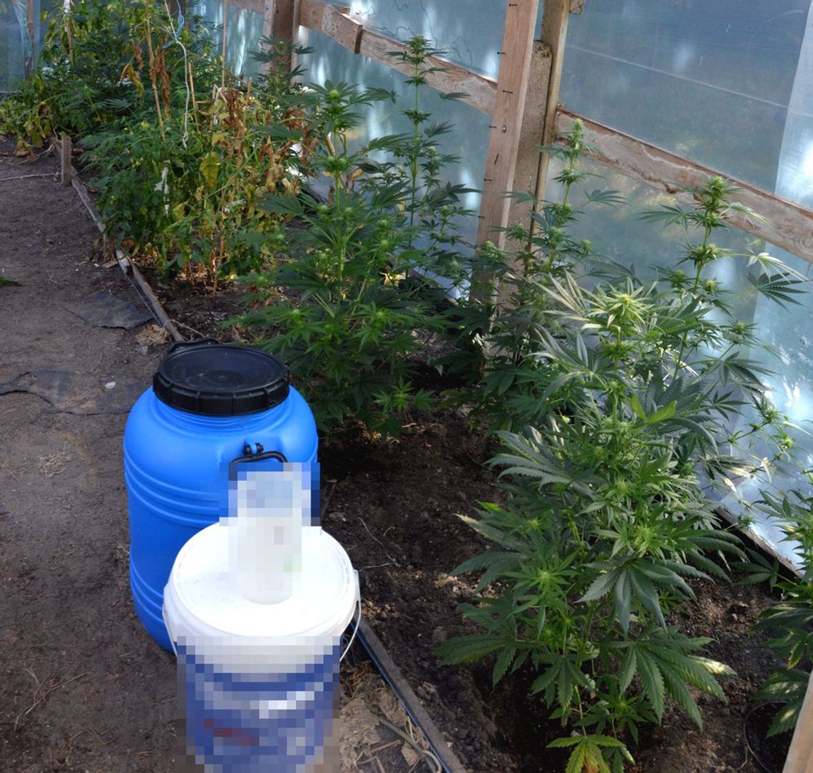 37-latek zatrzymany za nielegalną uprawę. Z roślin pozyskiwał marihuanę i olej konopny