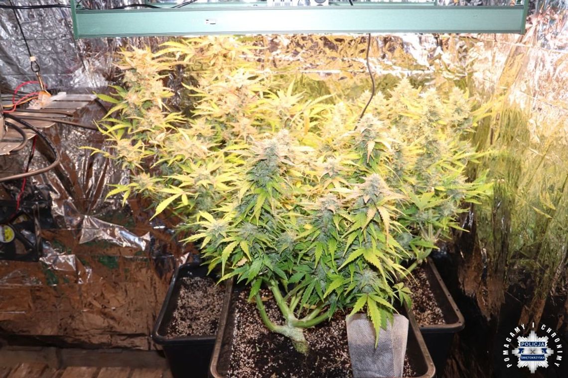38-latek kupił nasiona w internecie i uprawiał konopie. Policjanci zabezpieczyli krzewy i marihuanę