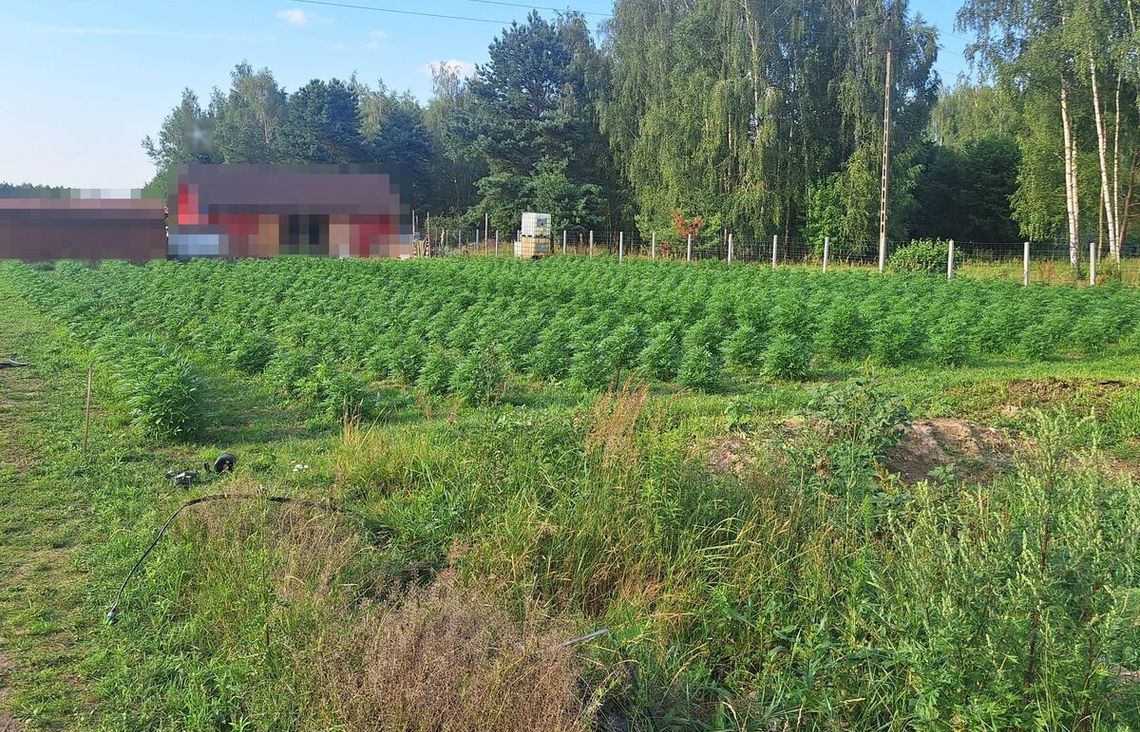 38-latek miał całe pole konopi. Policjanci zlikwidowali plantację na blisko 1300 roślin [WIDEO]
