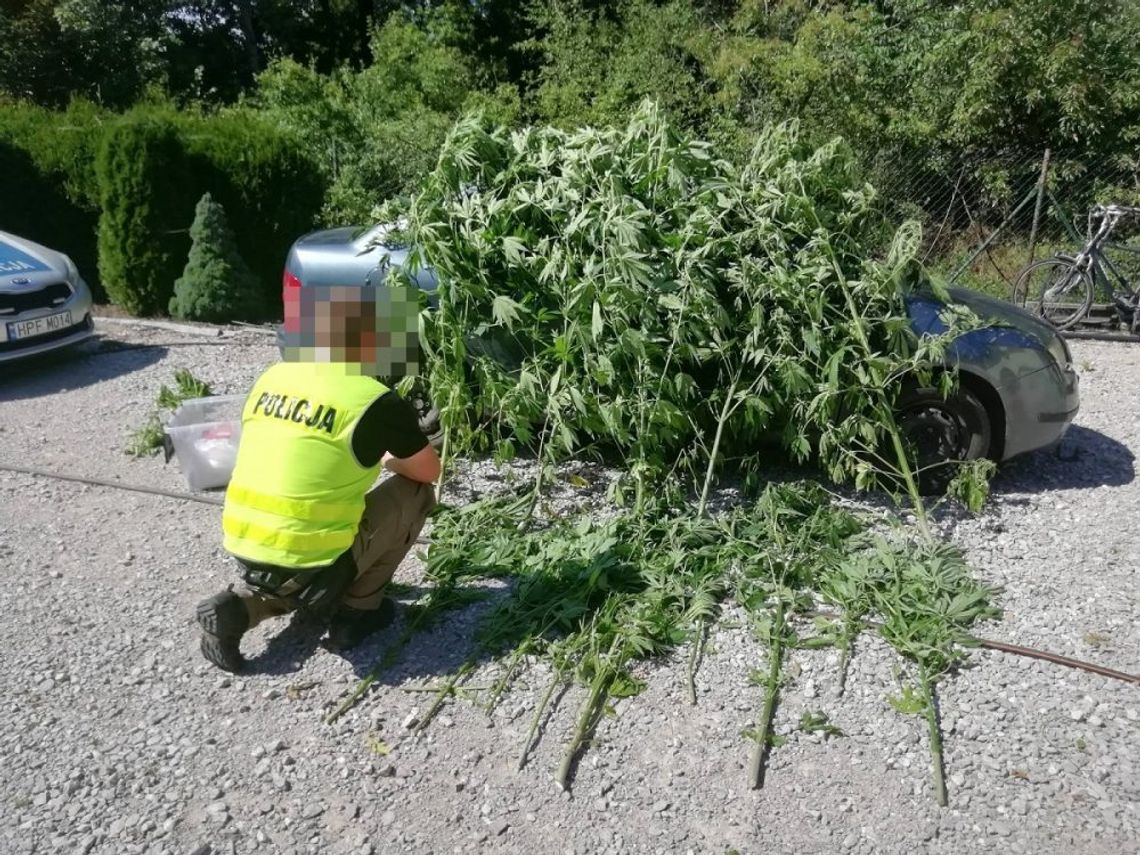 39-latek miał własną plantację, prawie kilo dragów i lewy alkohol [ZDJĘCIA]