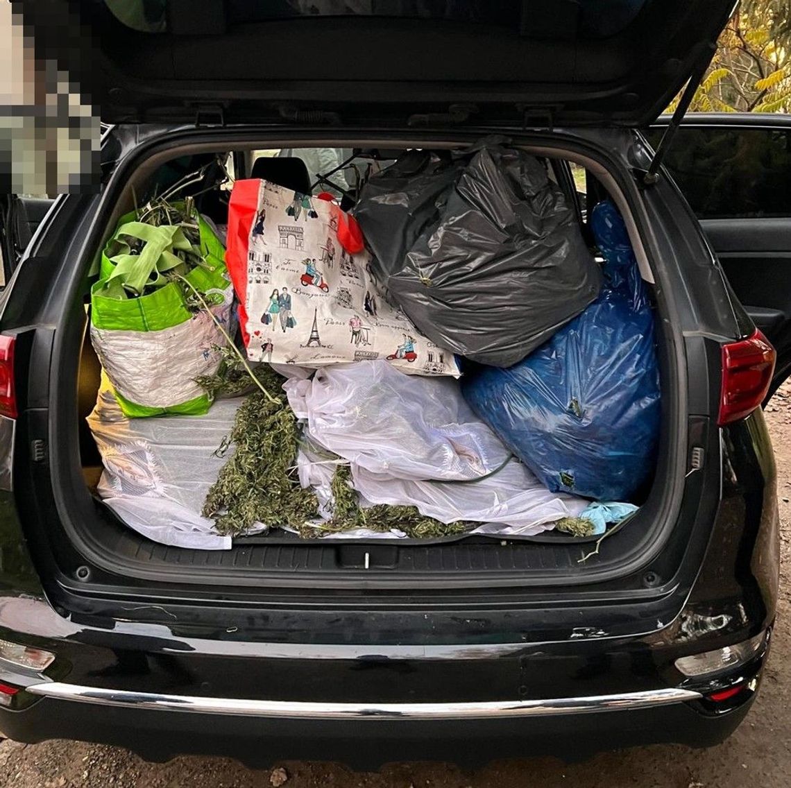 39-latek zatrzymany za posiadanie i uprawę marihuany. Namierzyli go w innym województwie 39-latek zatrzymany za posiadanie i uprawę marihuany. Namierzyli go w innym województwie