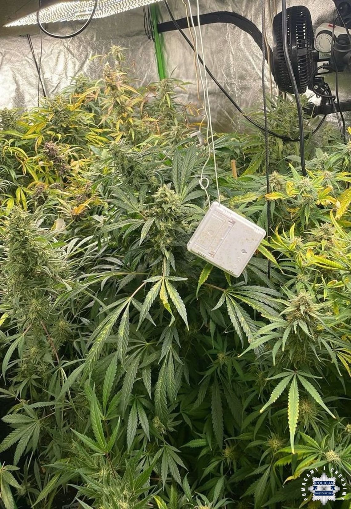 40-latek miał w mieszkaniu pokaźną plantację marihuany. Za recydywę grozi mu surowa kara