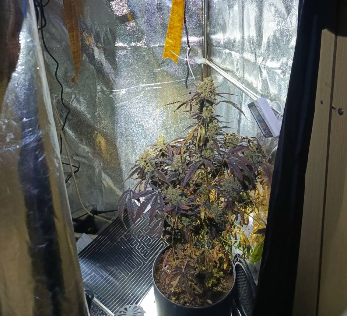 43-latek uprawiał w piwnicy krzak konopi. Po wizycie policjantów może trafić do więzienia na 3 lata