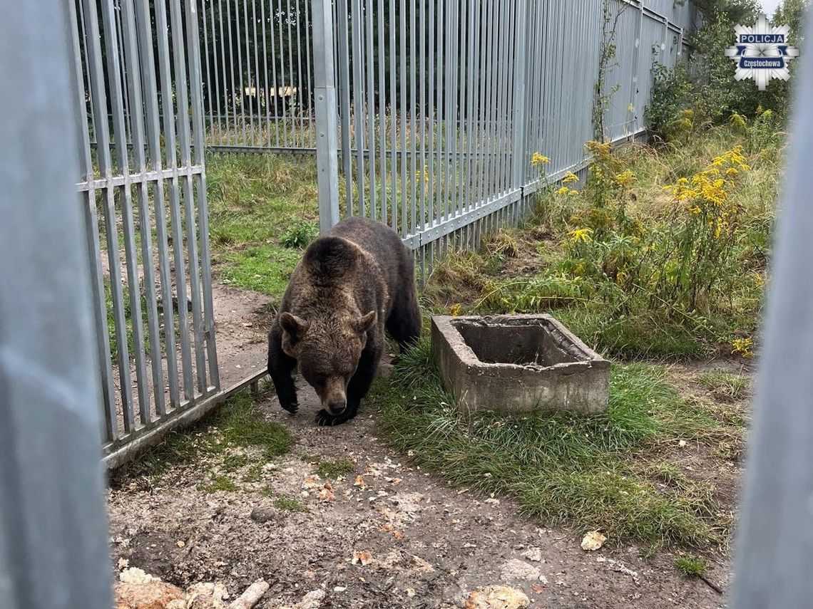 49-latek nielegalnie przetrzymywał niedźwiedzia brunatnego. Po interwencji zwierzę trafiło do ZOO 49-latek nielegalnie przetrzymywał niedźwiedzia brunatnego. Po interwencji zwierzę trafiło do ZOO