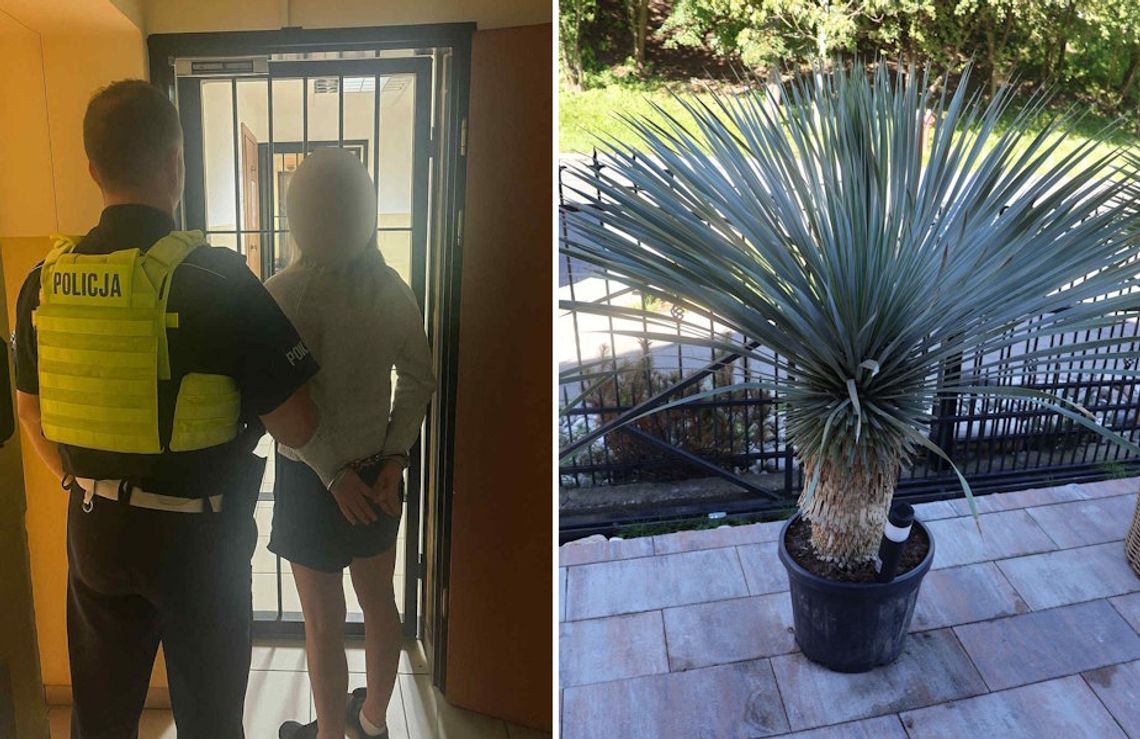 53-latka ukradła egzotyczne kwiaty warte 55 tysięcy złotych. Wcześniej robiła rekonesans