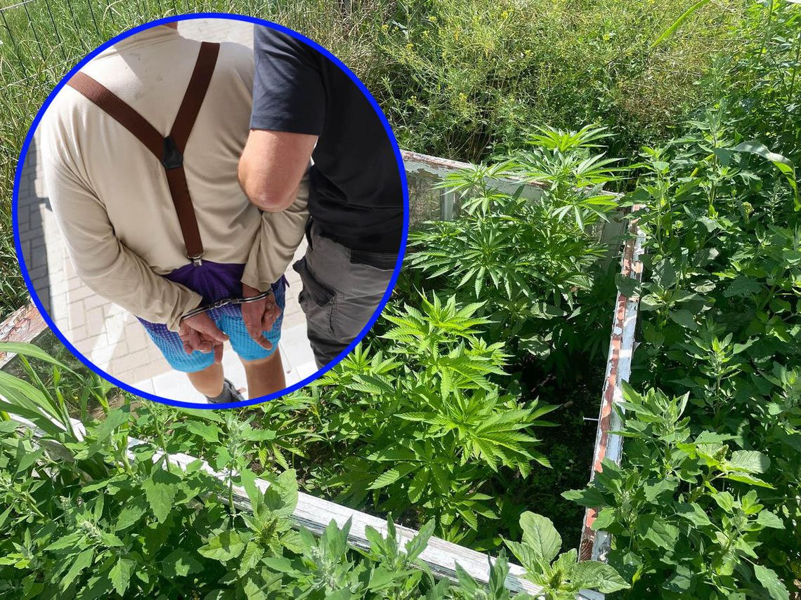 57-latek uprawiał konopie indyjskie i wytwarzał susz. Spodziewał się policji, bo wcale nie był zaskoczony