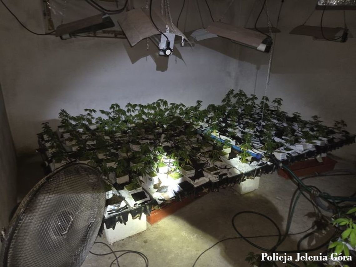59-latek przerobił piwnicę na plantację marihuany. Uprawiał ponad 600 krzewów 59-latek przerobił piwnicę na plantację marihuany. Uprawiał ponad 600 krzewów