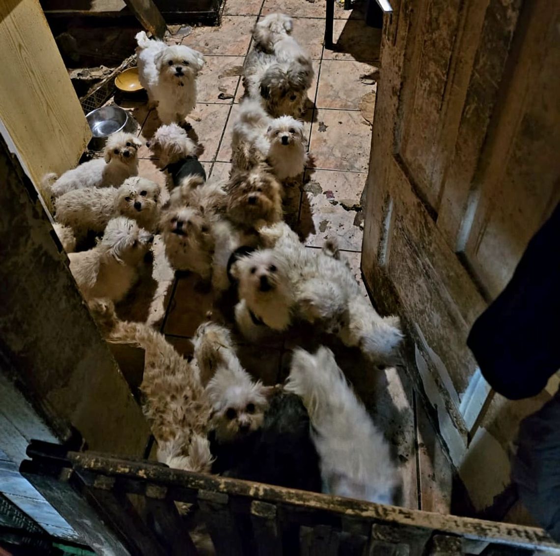 71-letnia kobieta przetrzymywała w domu 39 psów. Odpowie za znęcanie się nad zwierzętami 71-letnia kobieta przetrzymywała w domu 39 psów. Odpowie za znęcanie się nad zwierzętami