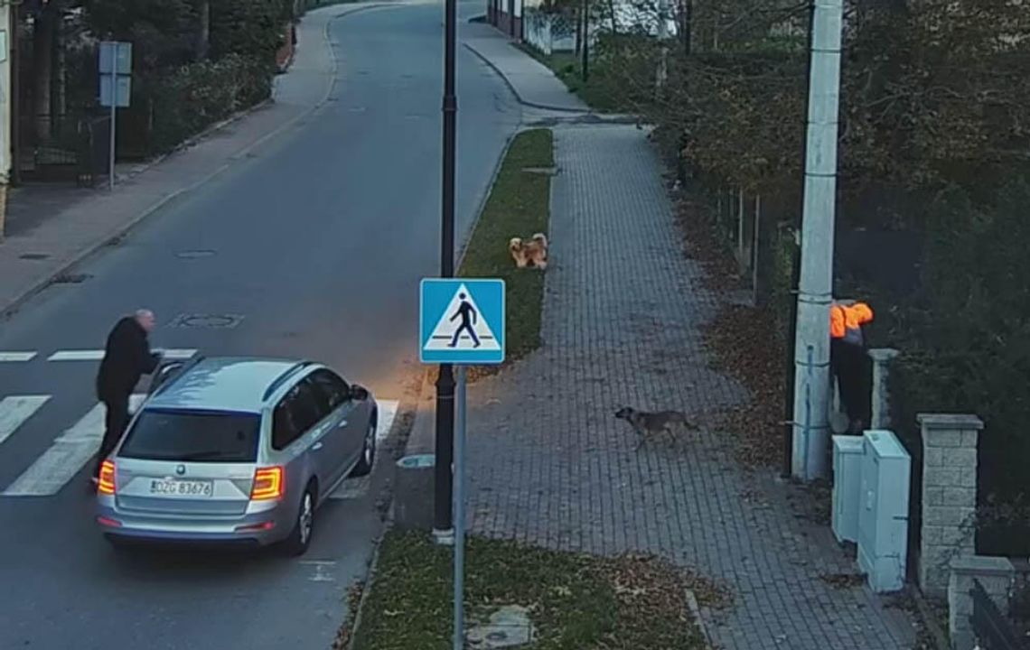 Agresywne psy zaatakowały chłopca idącego ulicą. Odpuściły dopiero na widok mężczyzny wychodzącego z auta