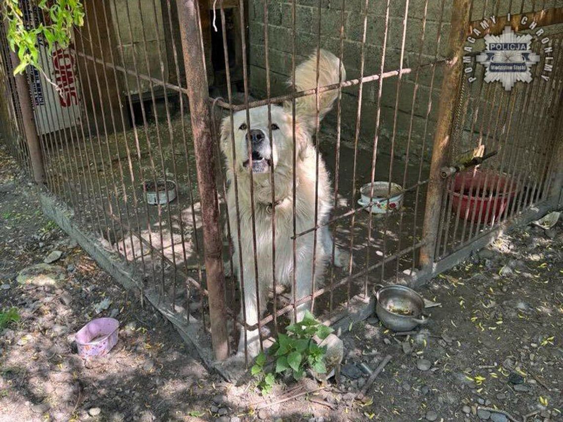 Agresywny pies wybiegł na ulicę i dotkliwie pogryzł chłopca. 85-letni właściciel owczarka go nie upilnował