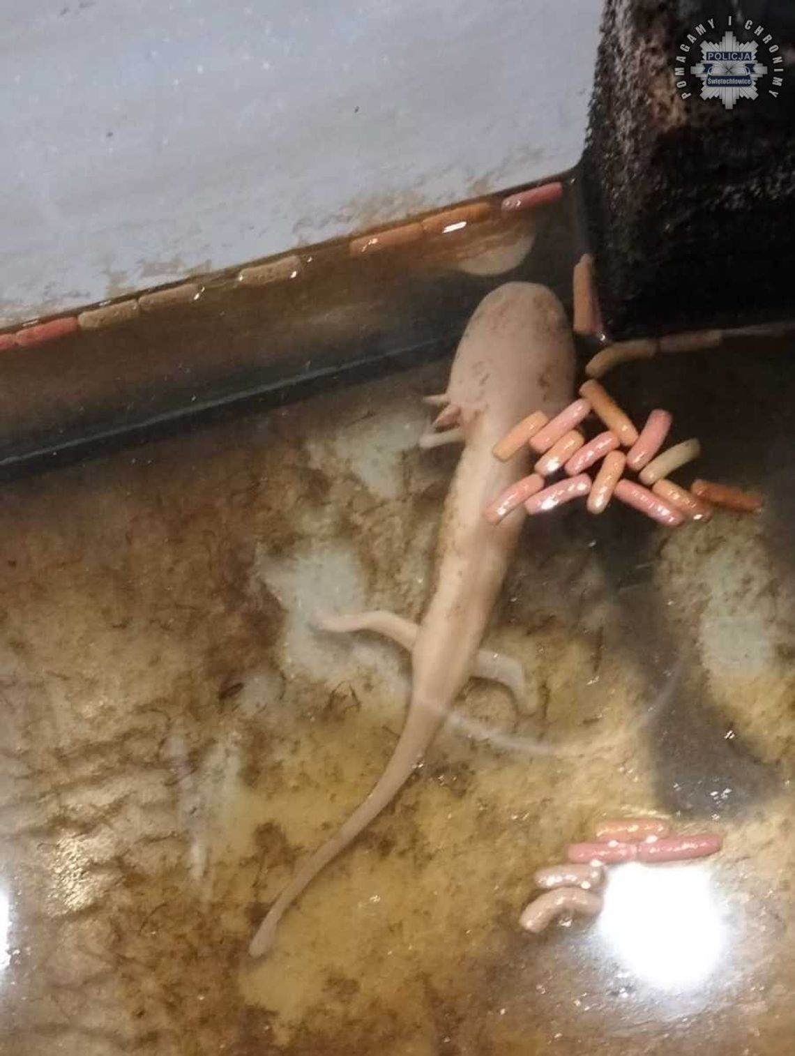 Ambystoma meksykańska w opuszczonym mieszkaniu. Właścicielka zniknęła, sprawą zajęła się policja