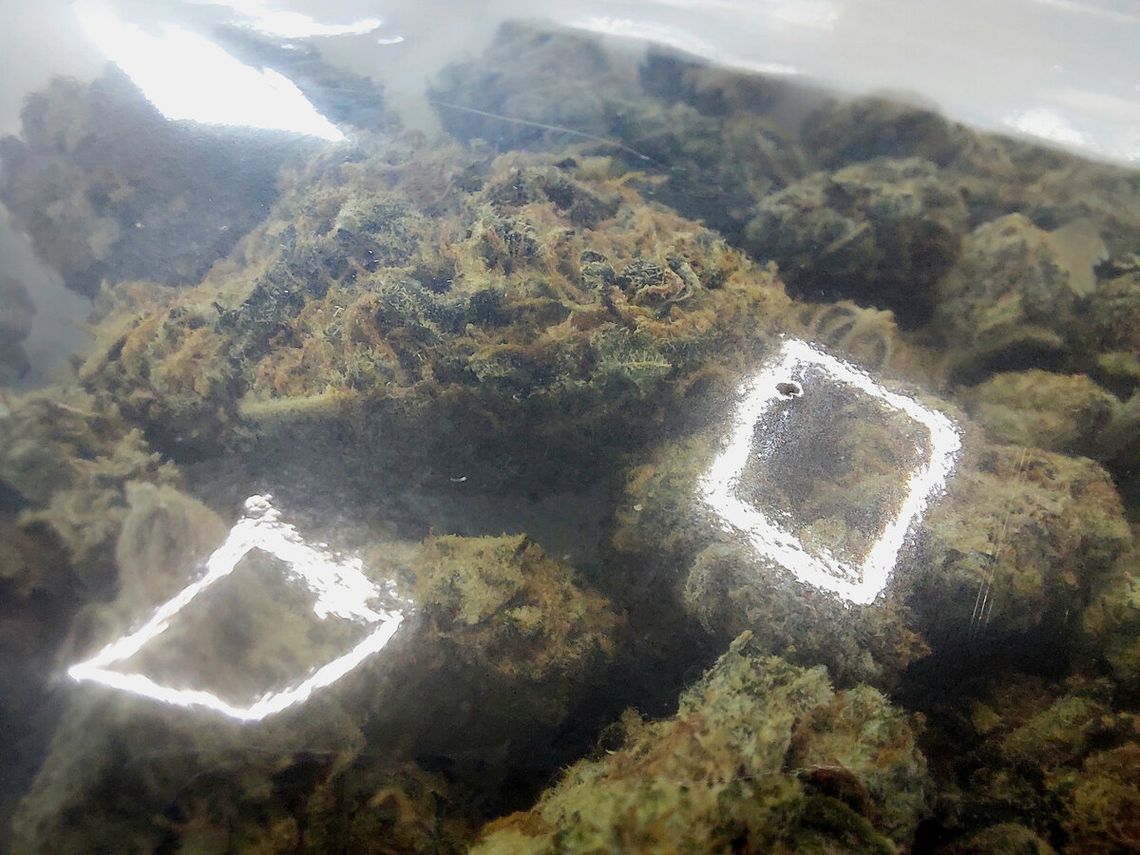 Amfetamina, marihuana i własna uprawa. Zatrzymany 56-latek spędzi trzy miesiące w areszcie Amfetamina, marihuana i własna uprawa. Zatrzymany 56-latek spędzi trzy miesiące w areszcie