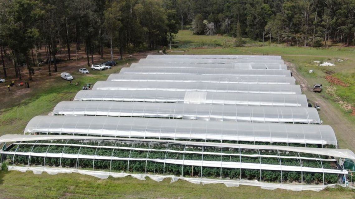 AUSTRALIA: Zlikwidowana gigantyczna plantacja konopi. Marihuana warta 40 milionów dolarów przejęta