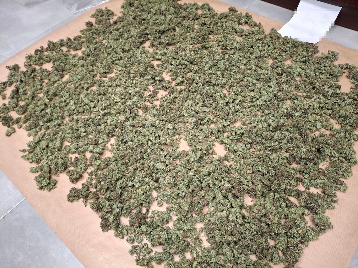Blisko 3 kg marihuany w trakcie suszenia i dwie sztuki broni. Kontrterroryści zatrzymali 41-latka
