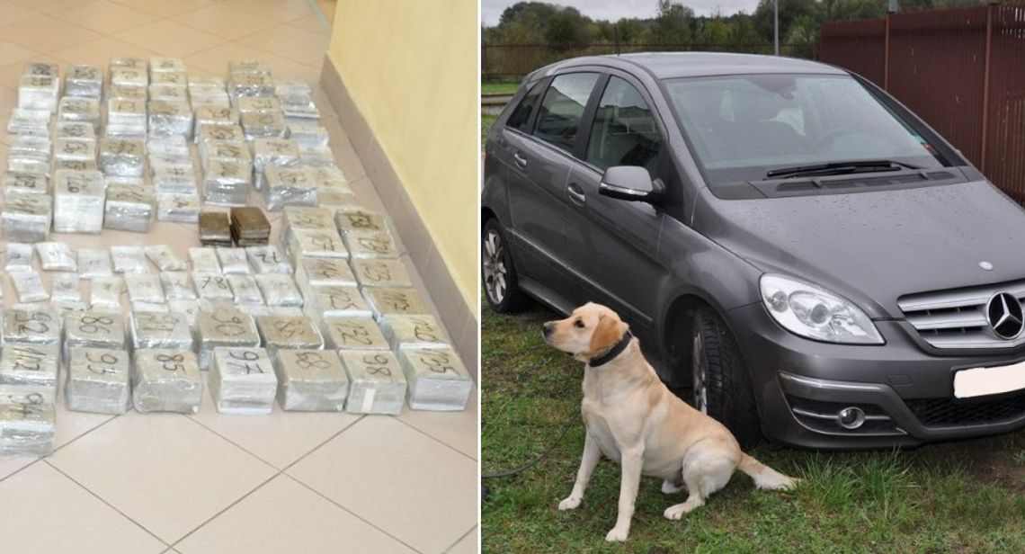 Bolo miał nosa. Pies służbowy wywęszył narkotyki o wartości 3 milionów złotych. WIDEO