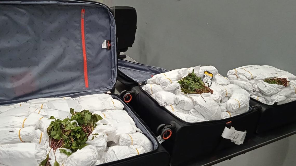 Brytyjczyk zatrzymany na Okęciu. W walizkach miał 70 kilogramów narkotycznych liści khat