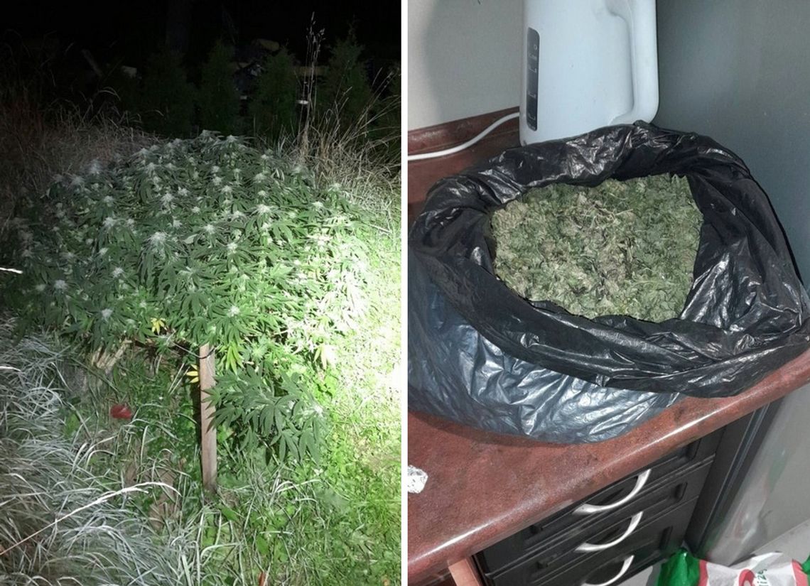 Budował dom, obok urządził plantację. Policjanci odkryli 41 krzewów za ukrytymi drzwiami