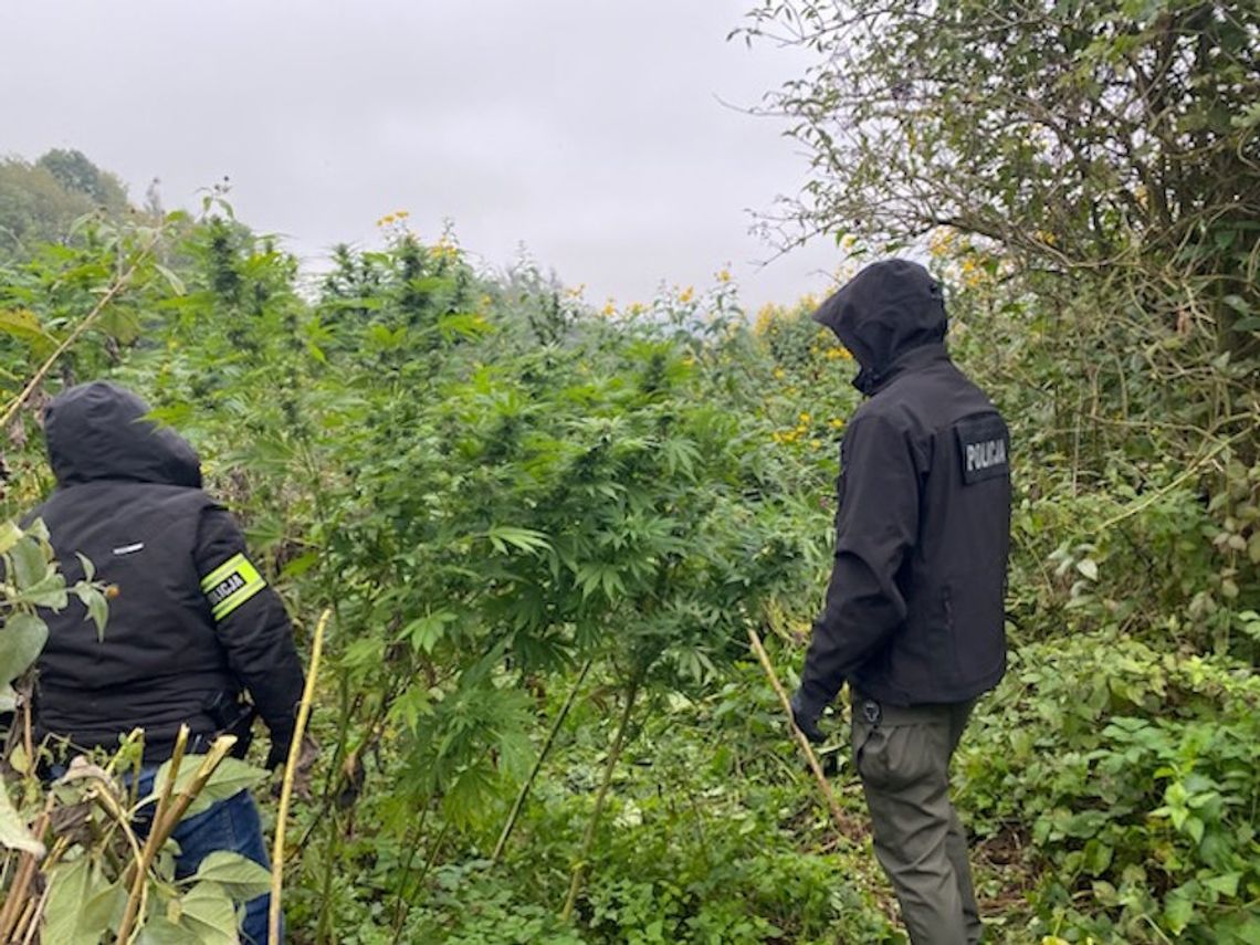 Cały bagażnik był wypełniony ściętymi konopiami. Policjanci zaskoczyli plantatorów