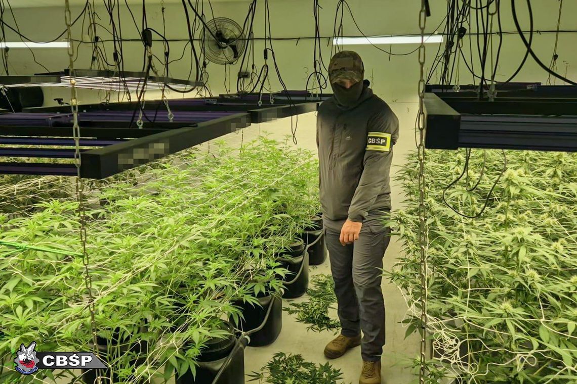 CBŚP weszło na posesję. Znaleźli 158 roślin konopi i kilogramy suszu