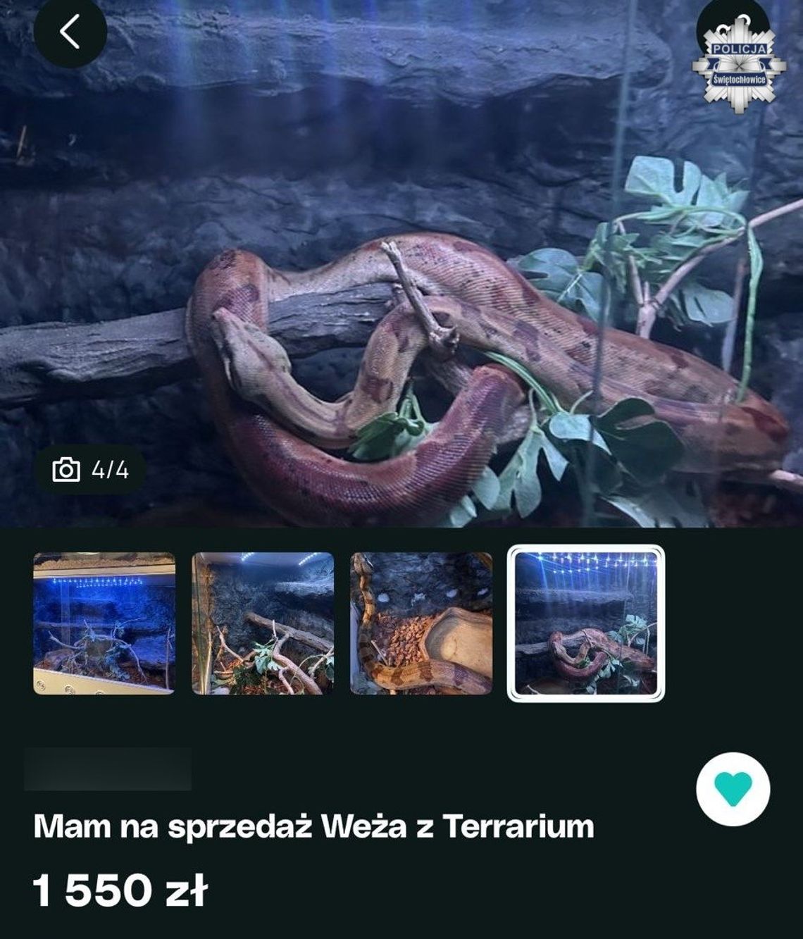 Chciał sprzedać egzotycznego węża. Okazało się, że to gatunek chroniony i teraz grozi mu więzienie