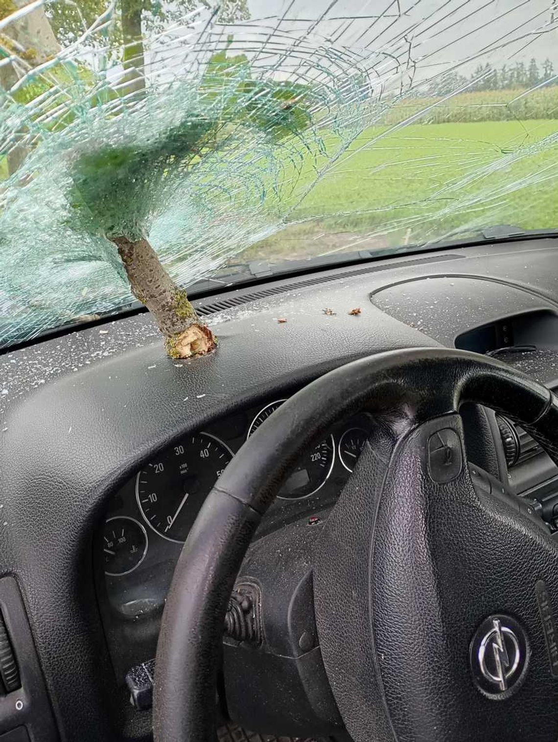 Chwile grozy podczas jazdy autem. Złamany konar przebił szybę czołową osobówki