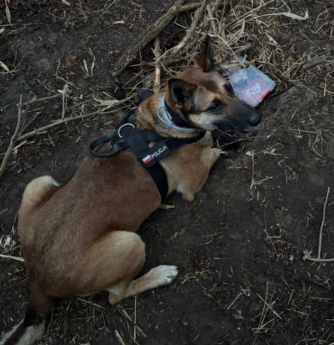 Diler myślał, że jak zakopie narkotyki, to nikt ich nie znajdzie.  Policyjnemu psu zajęło to chwilę