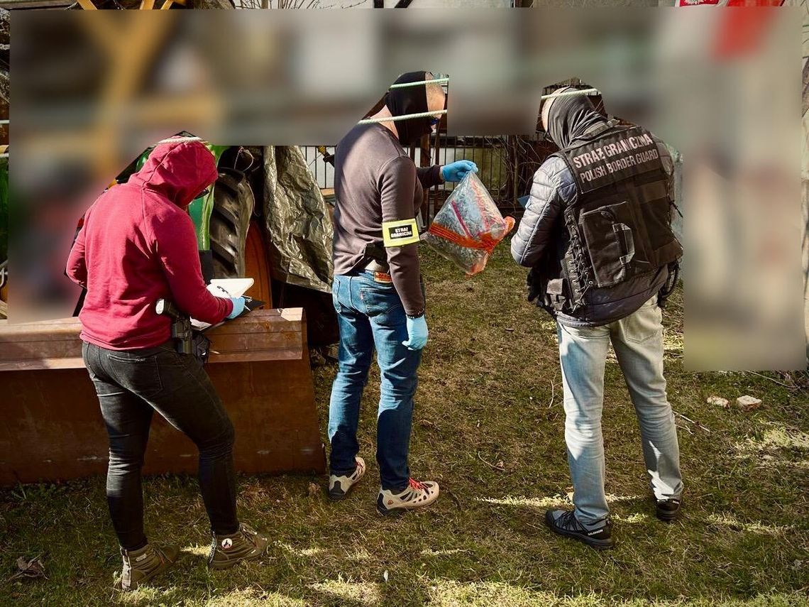 Dilerzy nie chcieli otworzyć, więc strażnicy weszli z drzwiami. W mieszkaniu ponad 2 kg narkotyków Dilerzy nie chcieli otworzyć, więc strażnicy weszli z drzwiami. W mieszkaniu ponad 2 kg narkotyków