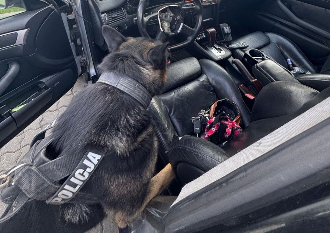 Dobrze ukrył narkotyki w samochodzie, ale nie przewidział, że do akcji wkroczy pies. Od razu wskazał miejsce