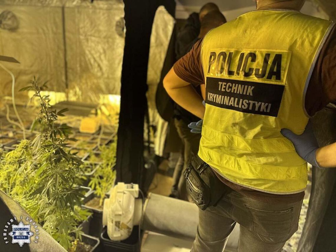 Dom w budowie skrywał plantację marihuany. Wszędzie wisiały ścięte krzewy