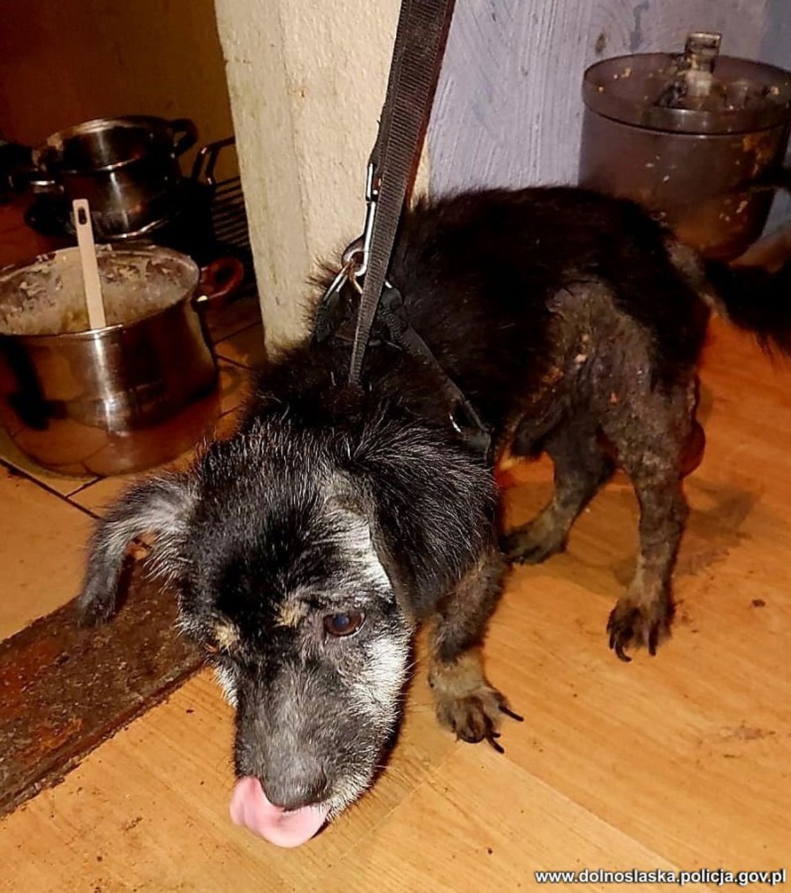 Doprowadziła psa do strasznego stanu. "Od dawna cierpiał". 38-letnia kobieta usłyszała zarzuty karne