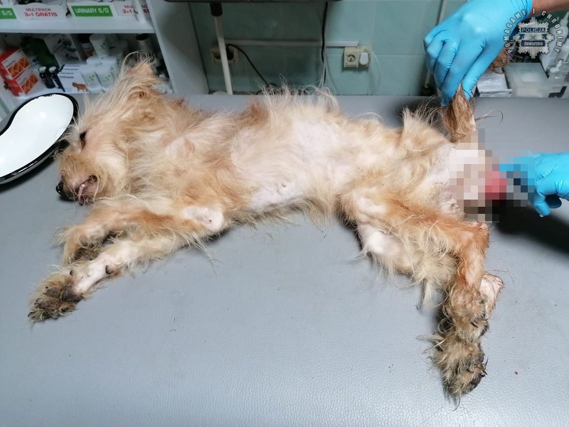 Doprowadziła psy do strasznego stanu. Zamiast karmić je i wyprowadzać, urządzała libacje