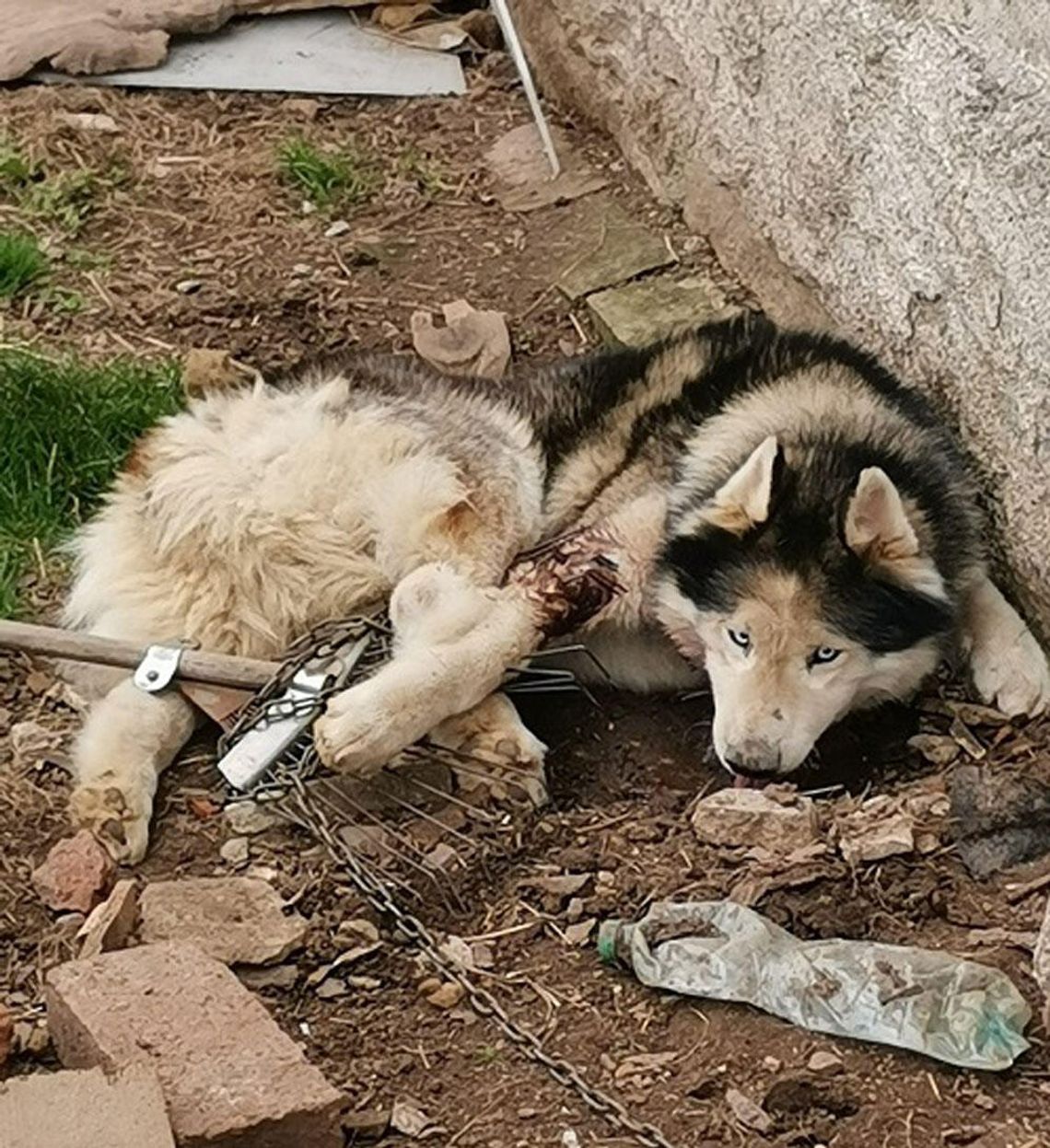 Doprowadzili psa do strasznego stanu. Był skrajnie wychudzony i poraniony. Musiał zostać uśpiony
