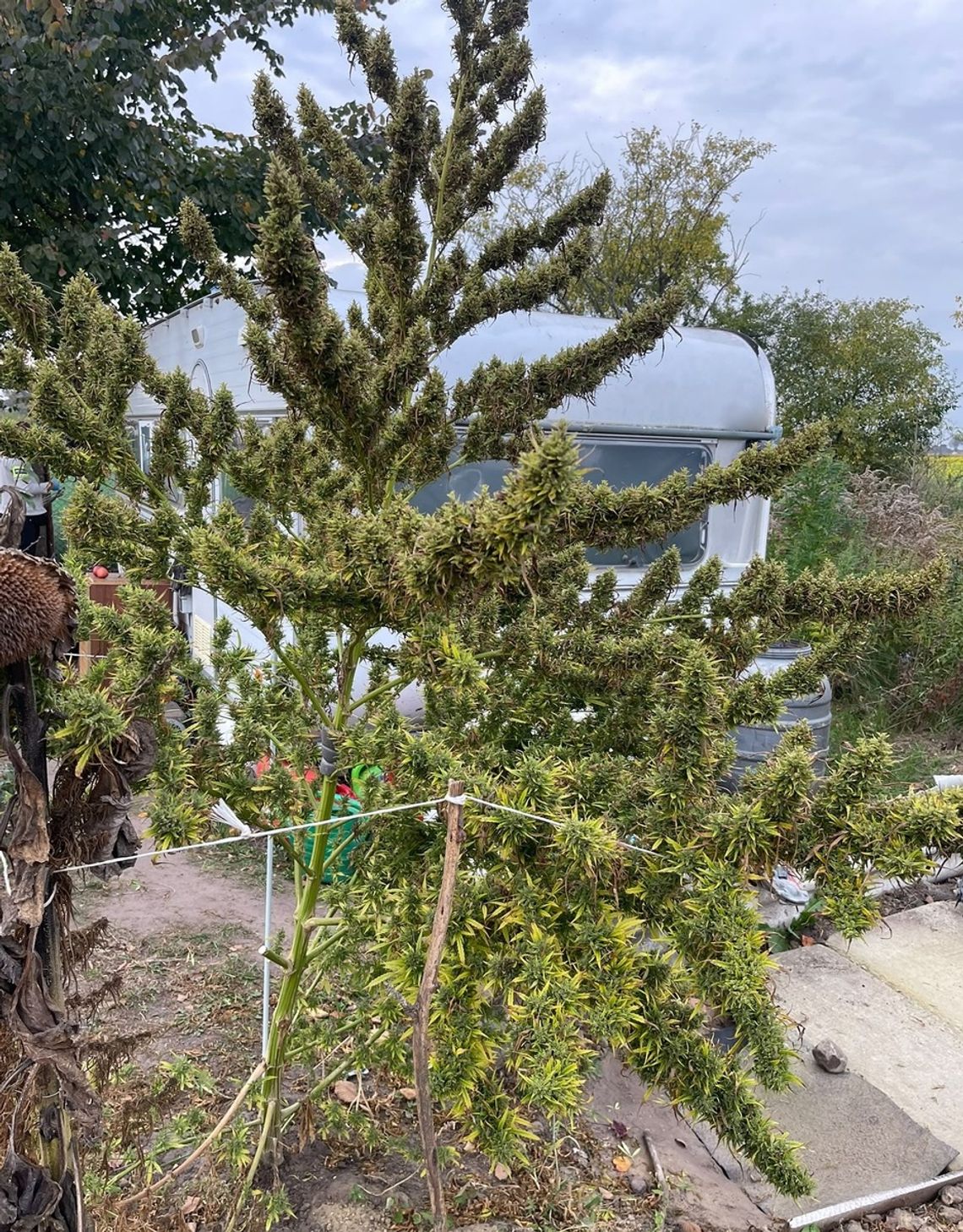 Dorodne krzewy konopi rosły na działce. 37-latkowi grozi 10 lat więzienia Dorodne krzewy konopi rosły na działce. 37-latkowi grozi 10 lat więzienia