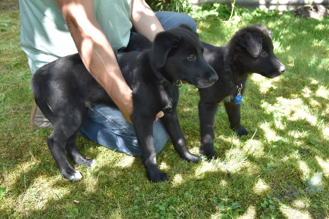 Dwa czarne szczeniaki podrzucone na posesję razem z karmą, smyczami i zabawkami. Policja szuka właściciela