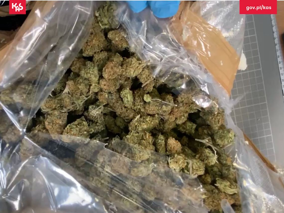 Dwa kilogramy marihuany w paczce z pomarańczami z Hiszpanii. Przesyłka miała trafić do automatu Dwa kilogramy marihuany w paczce z pomarańczami z Hiszpanii. Przesyłka miała trafić do automatu