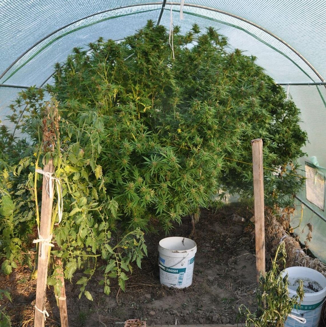 Dwumetrowe krzaki konopi rosły w tunelach foliowych. Plantator trafił do aresztu