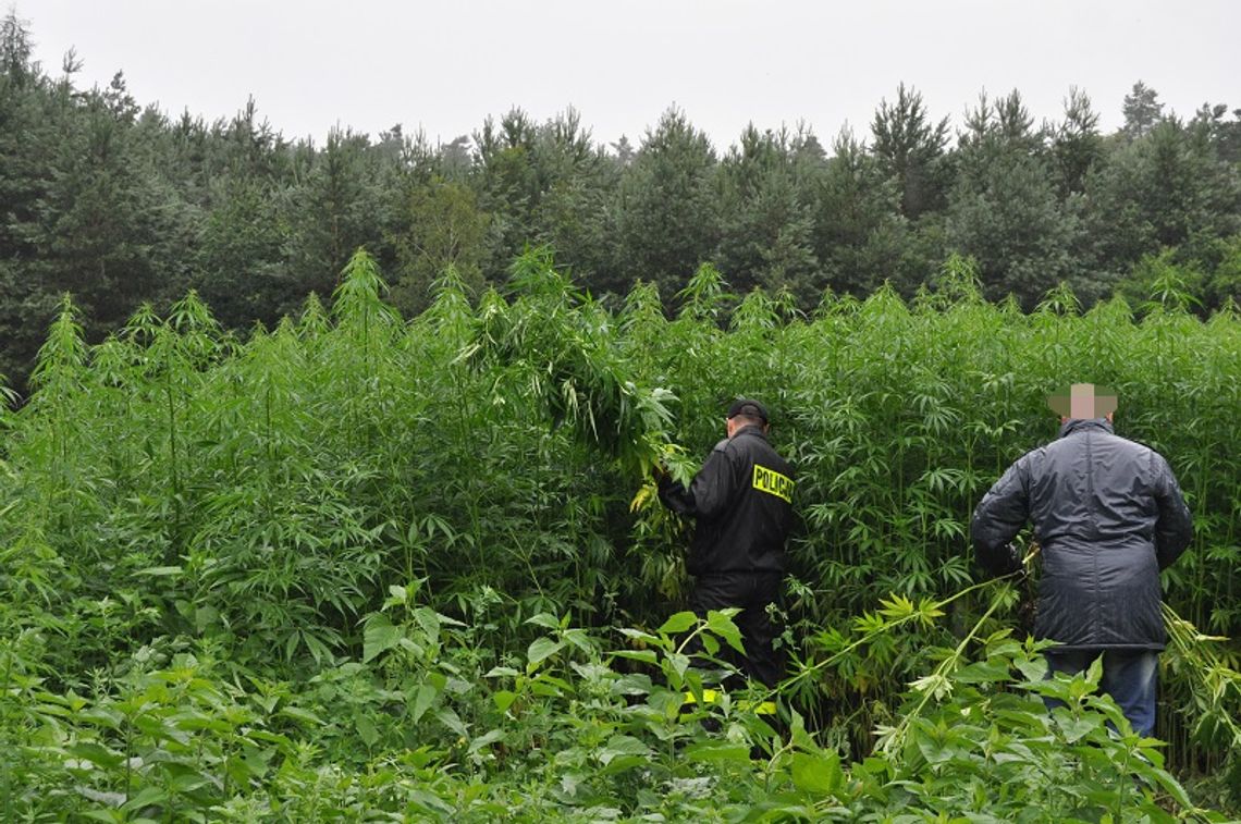 Gigantyczna plantacja konopi w lesie! Znaleźli blisko 4 tysiące roślin [ZDJĘCIA]