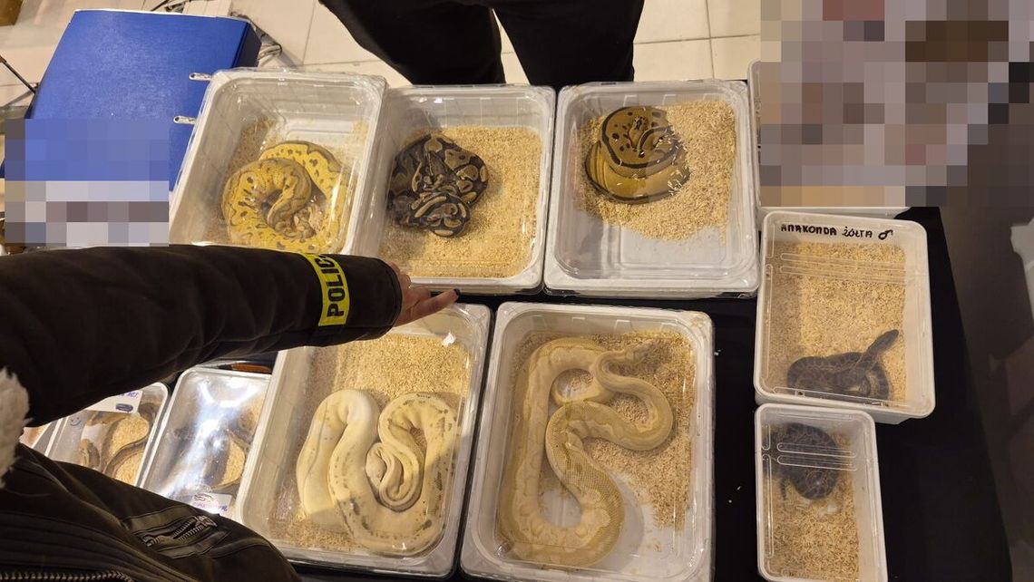 Kameleony i pytony z fałszywymi papierami. Sprawą zajęła się policja Kameleony i pytony z fałszywymi papierami. Sprawą zajęła się policja