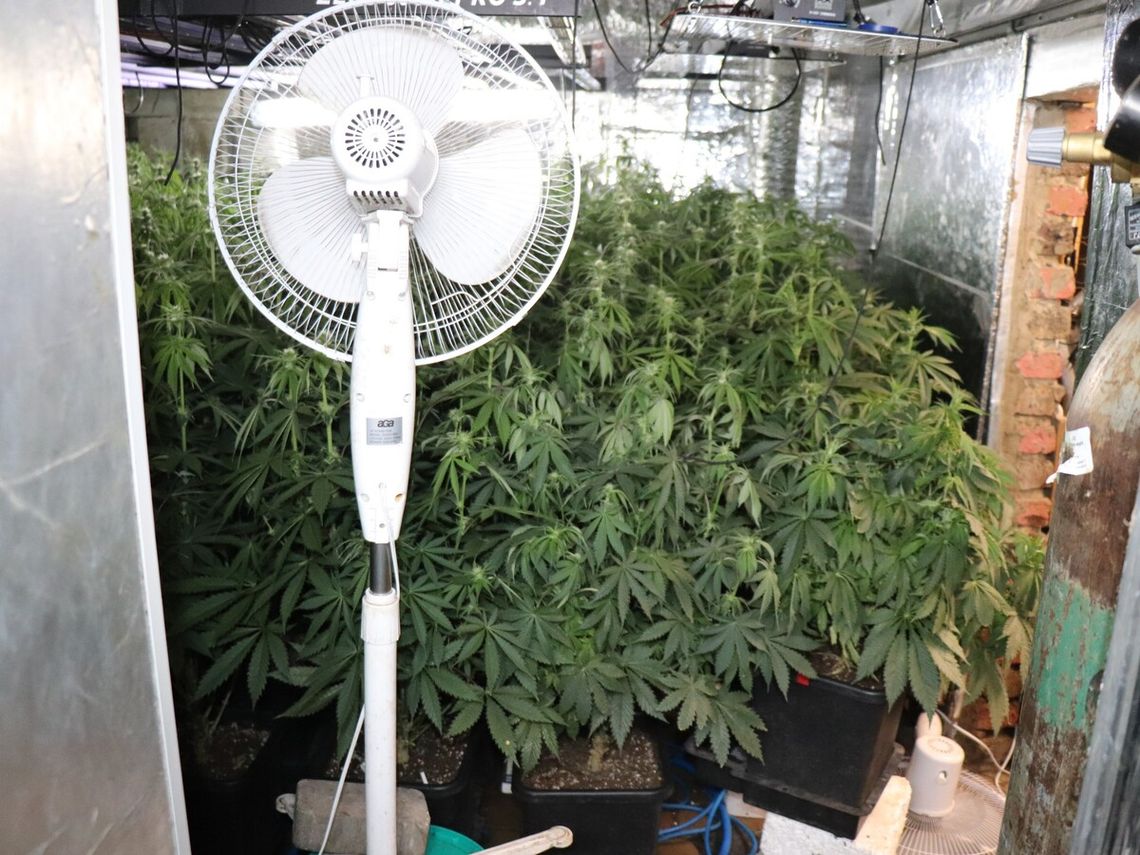 Jechał po narkotykach. Okazało się, że to plantator marihuany Jechał po narkotykach. Okazało się, że to plantator marihuany