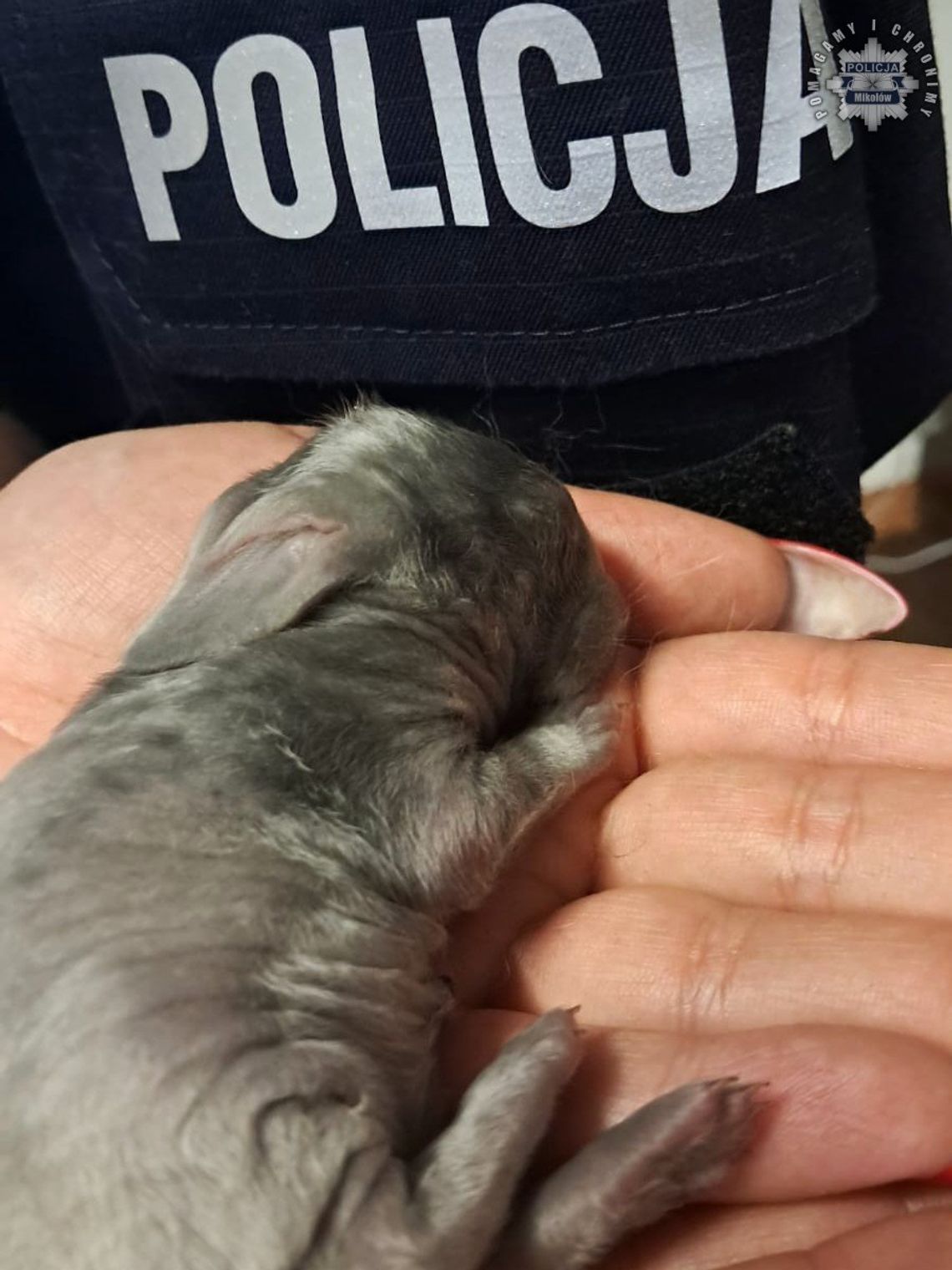 Karton z żywymi króliczkami na śmietniku przy cmentarzu. Ktoś zostawił je tam na pełnym słońcu Karton z żywymi króliczkami na śmietniku przy cmentarzu. Ktoś zostawił je tam na pełnym słońcu