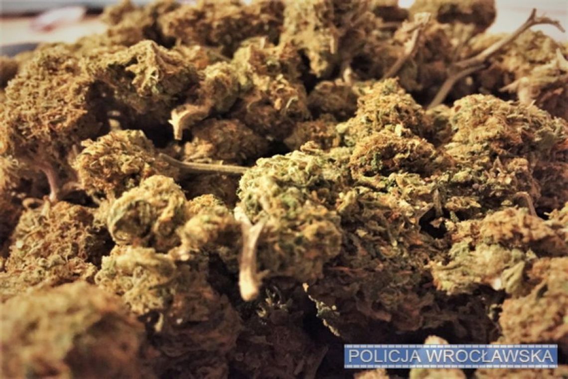 Kierowca zatrzymany z dużą ilością marihuany i amfetaminy. Wpadł przez przepaloną żarówkę