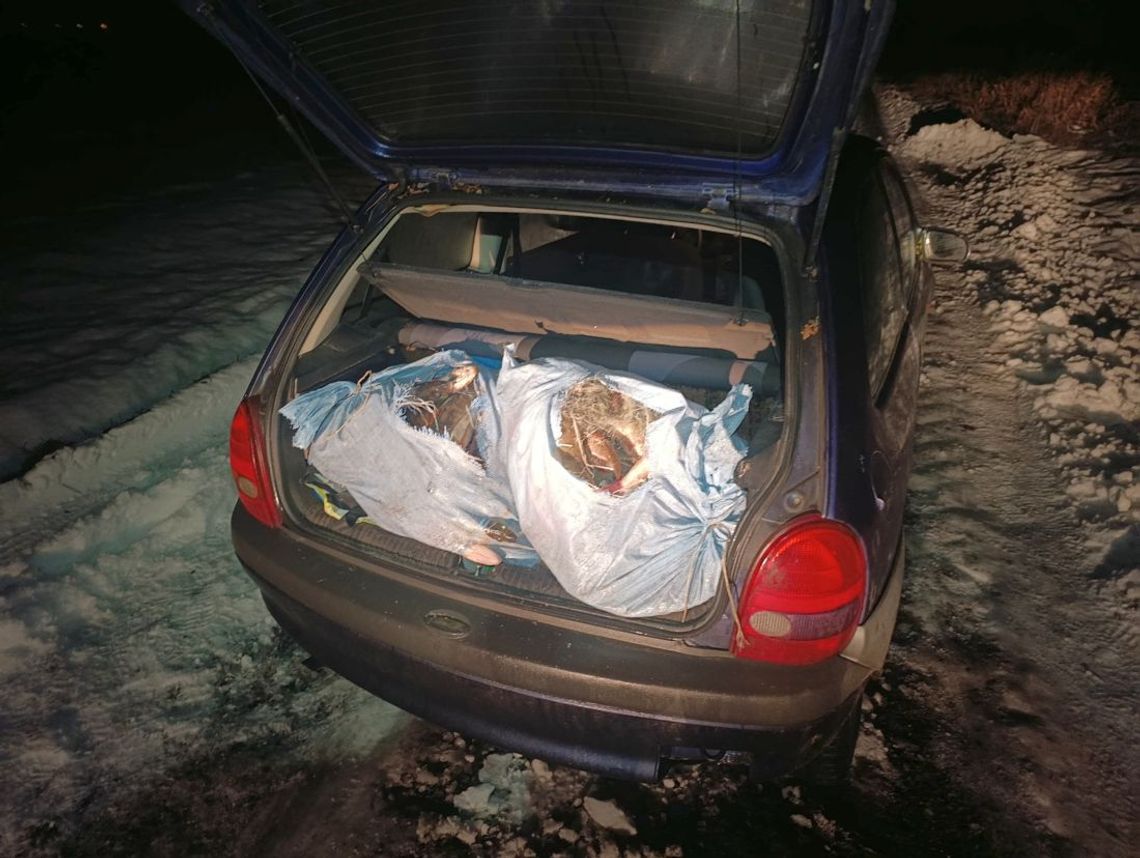 Kłusowali nocą na jeziorze. W bagażniku sto kilogramów ryb, a w kieszeni mefedron i marihuana