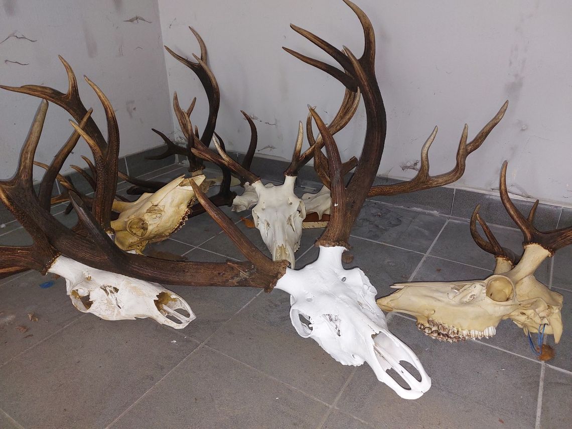Kobieta zbierała trofea myśliwskie. Nie miała pojęcia, że są nielegalne. Teraz stanie przed sądem